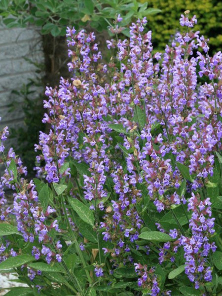 Sauge officinale – Salvia officinalis – Le jardin d'équilibre